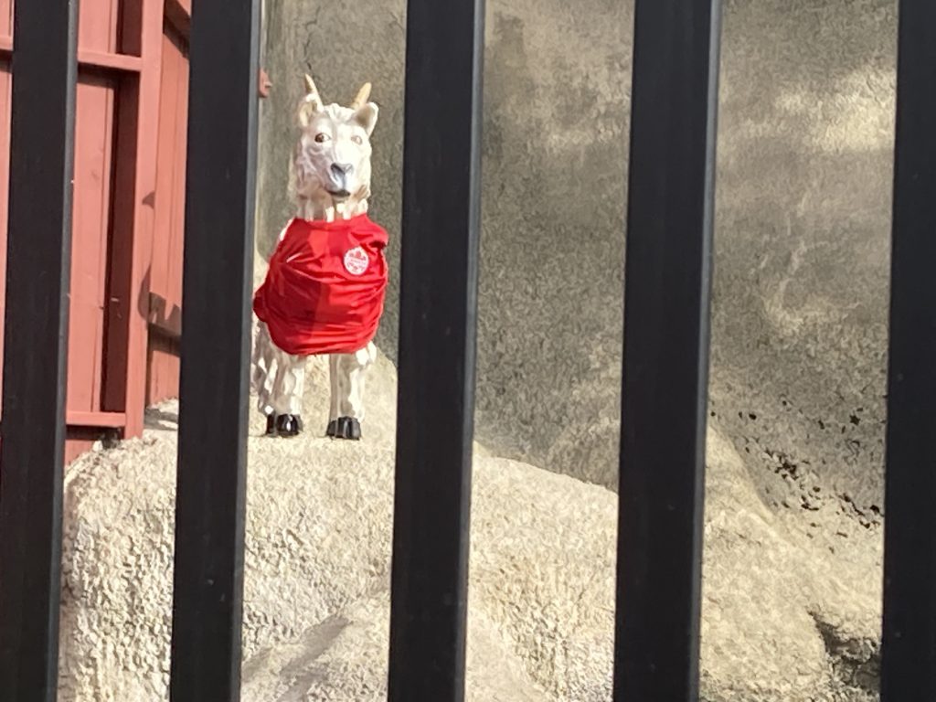 Sherman the goat wearing a Team Canada jersey.