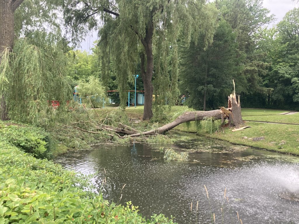 Felled Willow