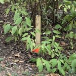 Orange stake in the bushes with C17A written on it.