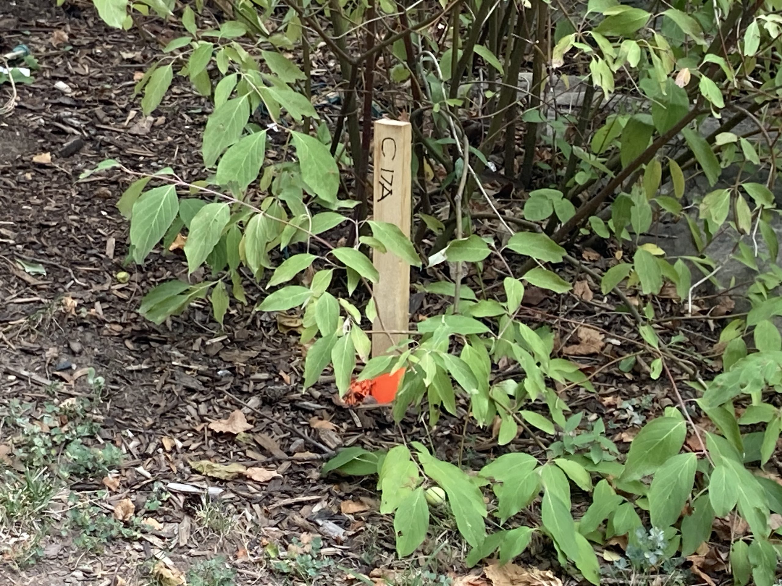 Orange stake in the bushes with C17A written on it.