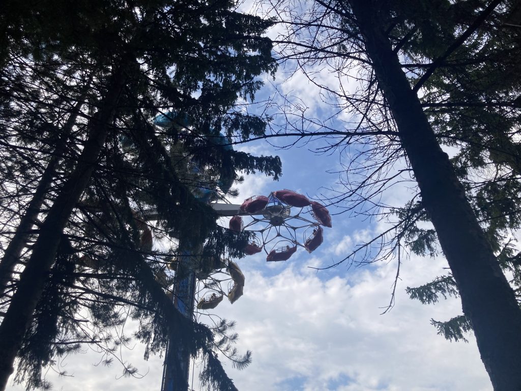 Condor soaring above the trees.